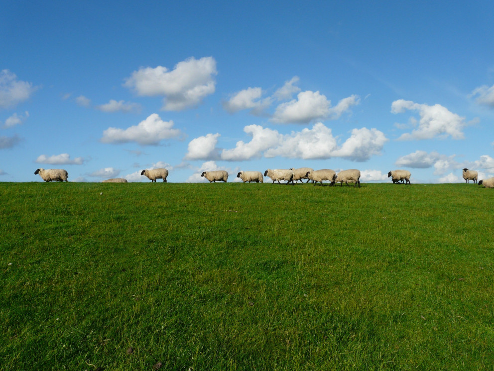 Ships in the Field